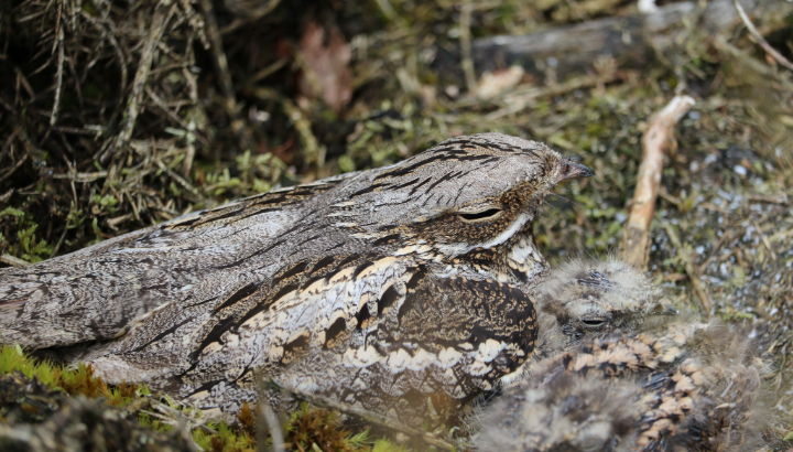 Le chant de l'Engoulevent, le soir